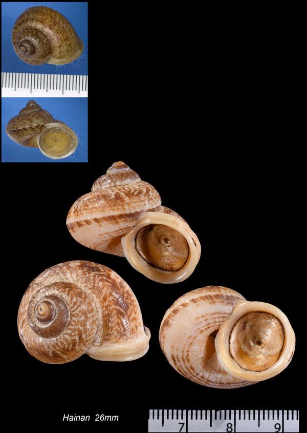 チュウカヤマタニシ Cyclophorus punctatus small