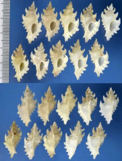 ケープベンテンガイ Poropteron capensis small