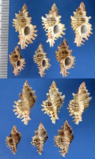 ドドンセンジュ Chicoreus dodongi small