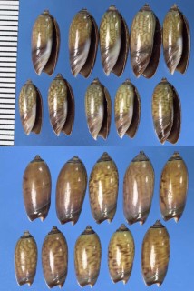 インドネシアのマクラガイ類 未詳 Oliva sp. small