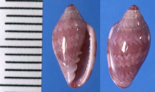 クローバートリノコ Marginella cloveri small