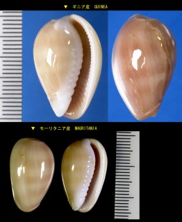 タカラガイモドキ Persicula robusta small