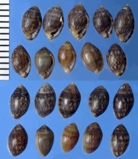 デンジハマシイノミ Melampus pulchelkes small