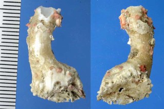 クビタテツツガキ 首立筒牡蠣 Clavagella japonica small