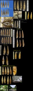 ナミギセル 並煙管 Stereophaedusa japonica small