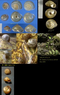 アワジオトメマイマイ Trishoplita awajiensis small