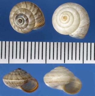 ニゲニワコマイマイ Helicella profuga small