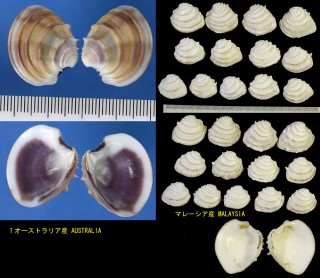 オドリハナガイ Placamen calophylla small