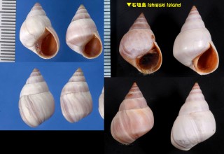 テリタマキビ Littorina coccinea small