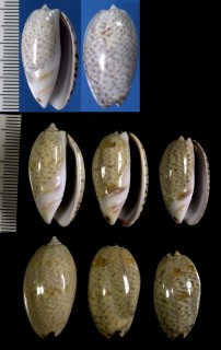 マルガタセキトリマクラ Oliva bulbosa form azurea small
