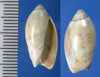 ヒロクチボタル Olivancillaria orbignyi small