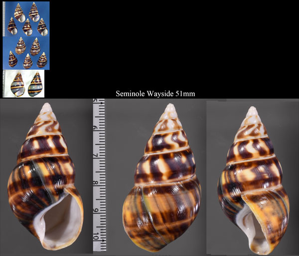 ムラクモイトヒキマイマイ Liguus fasciatus testudineus form marmoratus small