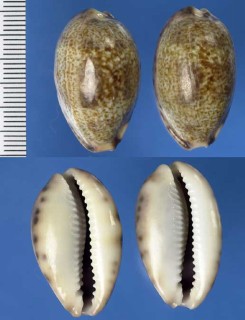 ジャワダカラ Erronea vredenburgi small