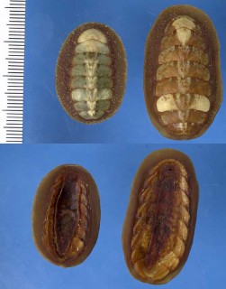 ヒゲヒザラの一種 Mopalia spectabilis small