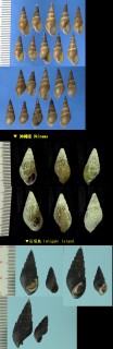 イボアヤカワニナ Tarebia granifera small
