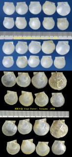 ギンリンハリナデシコ Delectopecten alcocki small