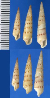 ゴトウタケ Terebra gotoensis small