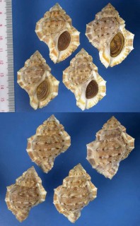 スミツキミヤコボラ Bufonaria crumena small