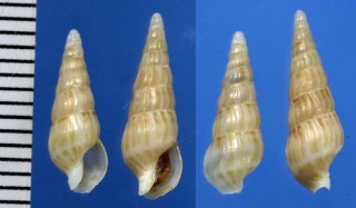 タケノコガイの仲間 Hastula denizi small