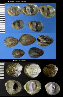 ツバサカノコ cf. Neritina auriculata small