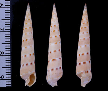 シラネタケ Terebra melanacme small