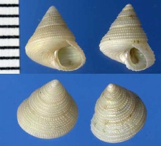 パタゴニアのエビスガイ類 Calliostoma andersoni small