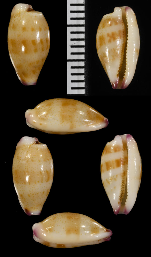 ツマベニメダカラ Purpuradusta minoridens small
