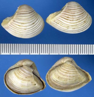 アフリカクチベニガイ Corbula sulcata small