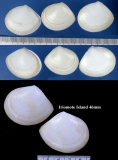 ゴイシザラガイ 碁石皿 Tellina inflata small
