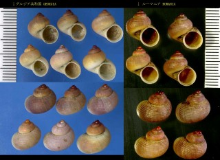 ナミオカタマキビの仲間 Pomatias rivulare small