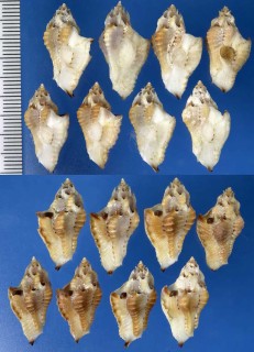 ジゾウヨウラク Typhis coronatus small