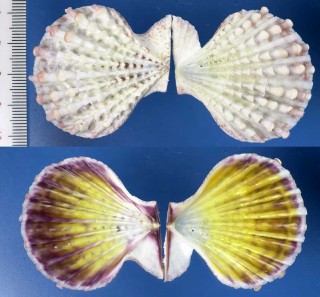 イラカナデシコ Semipallium imbricatum small