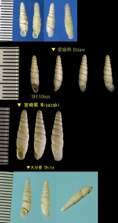 スギモトギセル 杉本煙管 Tyrannophaedusa sugimotonis small