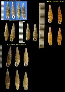 ミカワギセル Mesophaedusa mikawa small