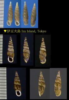 ヒクギセル Stereophaedusa gouldi small