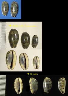 リスタークロダカラ Melicerona listeri small