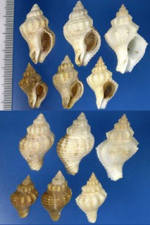 ウスヒシホラダマシの仲間 Solenosteira capitanea small