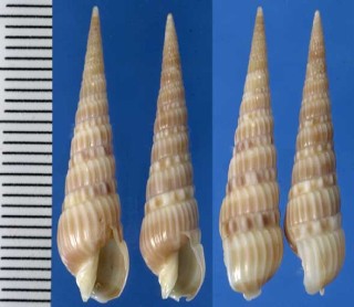 アロハトクサ Terebra gouldi small
