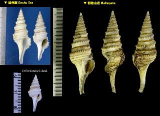 メルビルクダマキ Gemmula cosmoi small