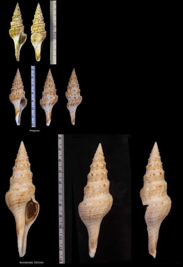 ホンカリガネ 本雁金 Gemmula unedo small