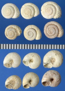 マデイラのエスカルゴの仲間06 Spirorbula depauperata small
