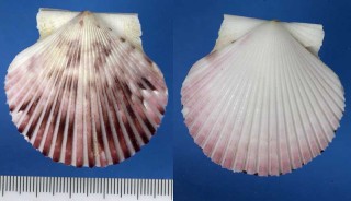 ムラサキヒヨク Argopecten purpuratus small