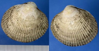 コケライシカゲ Clinocardium ciliatum small