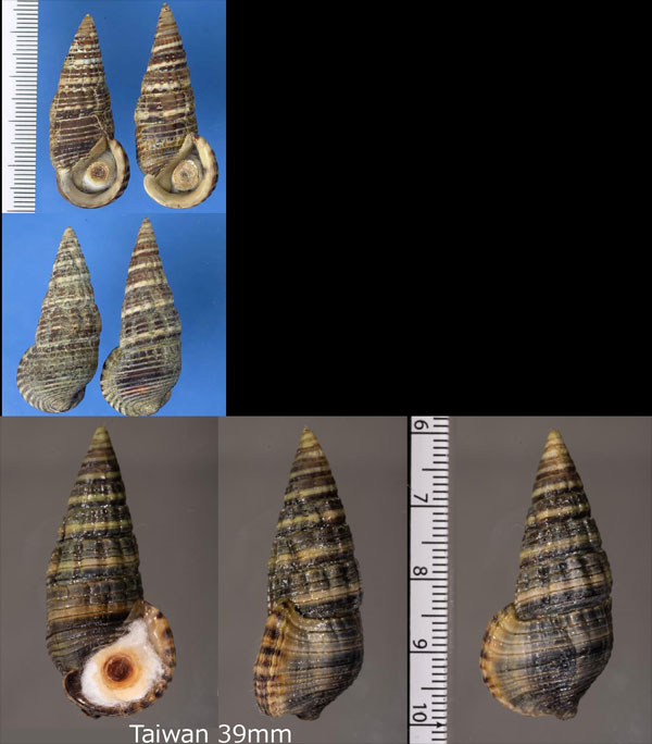 マドモチウミニナ Terebralia sulcata small
