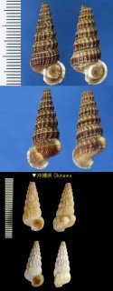 イトカケヘナタリ Cerithidea rhizophorarum morchii small