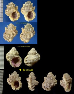 クチムラサキオキニシ Bursa mammata small