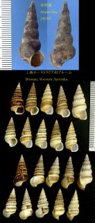 クロヘナタリ Cerithidea largillierti small
