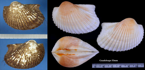 ミミサルボウ Anadara notabilis small