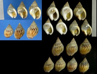 ゴウシュウアツムシロ Nassarius pauperatus small