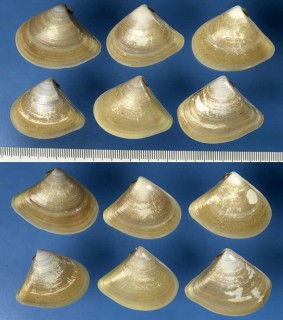 サンカクハマグリの仲間 Tivela polita small